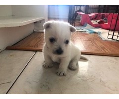 West Highland Terrier White | free-classifieds-usa.com - 3