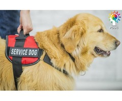 Emotional support animal letter | free-classifieds-usa.com - 1