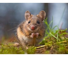 Pest and Rodent Control PA | free-classifieds-usa.com - 4