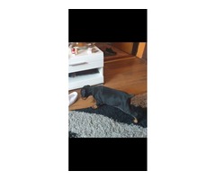 Dobermann puppies | free-classifieds-usa.com - 1