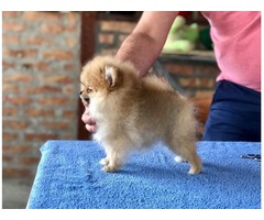 Pomeranian puppies | free-classifieds-usa.com - 1
