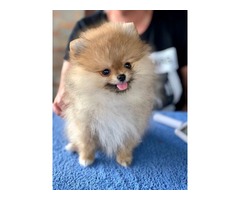 Pomeranian puppies | free-classifieds-usa.com - 2
