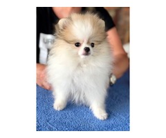 Pomeranian puppies | free-classifieds-usa.com - 3