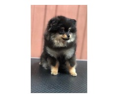 Pomeranian puppies | free-classifieds-usa.com - 4