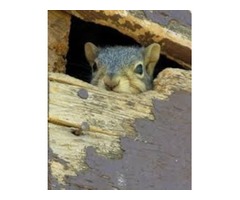  Squirrels Traps for large fox squirrels | free-classifieds-usa.com - 1