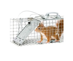  Squirrels Traps for large fox squirrels | free-classifieds-usa.com - 2