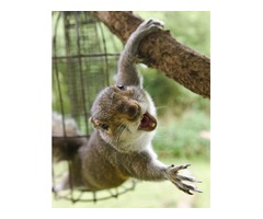  Squirrels Traps for large fox squirrels | free-classifieds-usa.com - 3