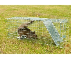  Squirrels Traps for large fox squirrels | free-classifieds-usa.com - 4