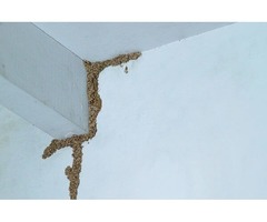 Termite Exterminating | free-classifieds-usa.com - 2