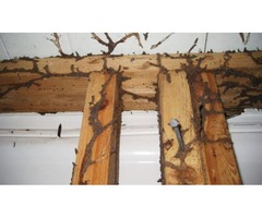 Termite Exterminating | free-classifieds-usa.com - 3