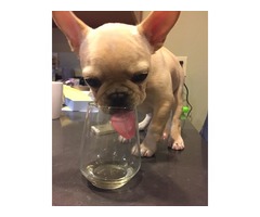 Hi we have a litter of French Bulldog  puppies,  | free-classifieds-usa.com - 1