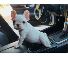 Hi we have a litter of French Bulldog  puppies,  | free-classifieds-usa.com - 2