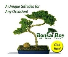Bonsai Boy of New York | free-classifieds-usa.com - 1