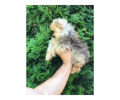 Pomeranian puppies | free-classifieds-usa.com - 3
