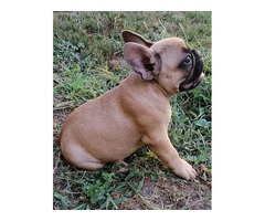 French bulldog puppies | free-classifieds-usa.com - 3