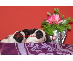 French bulldog puppies  | free-classifieds-usa.com - 2