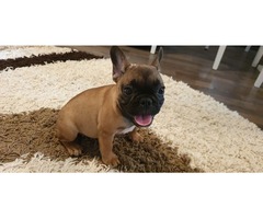 French bulldog puppy | free-classifieds-usa.com - 1
