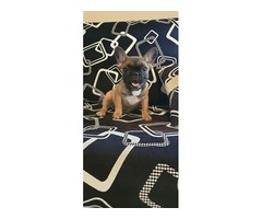 French bulldog puppy | free-classifieds-usa.com - 2