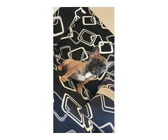 French bulldog puppy | free-classifieds-usa.com - 3