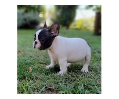 French Bulldog puppies | free-classifieds-usa.com - 2