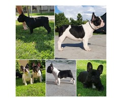 French Bulldog puppies | free-classifieds-usa.com - 3