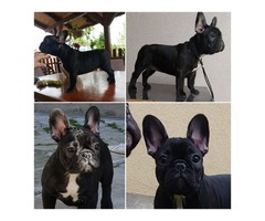 French Bulldog puppies | free-classifieds-usa.com - 4