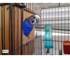 Northern Parrots Coupons: For Huge Savings | free-classifieds-usa.com - 1