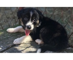 Border Collie puppies | free-classifieds-usa.com - 4