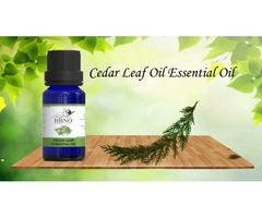  Buy Now! Cedar Leaf Oil Online at an Affordable Price | free-classifieds-usa.com - 1