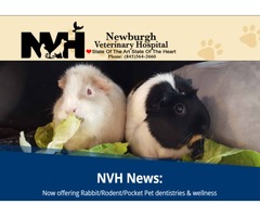 Best Exotic Pet Clinic in Newburgh | free-classifieds-usa.com - 1