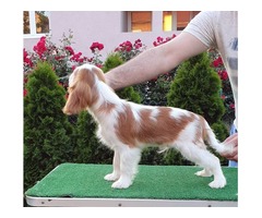 Cavalier king charles spaniel puppies | free-classifieds-usa.com - 2