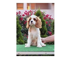 Cavalier king charles spaniel puppies | free-classifieds-usa.com - 3
