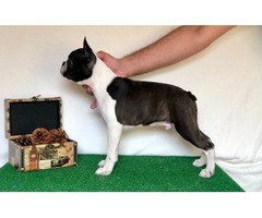 Boston terrier puppies | free-classifieds-usa.com - 1