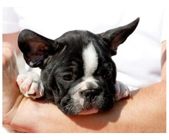 French bulldog puppies | free-classifieds-usa.com - 1