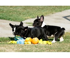 French bulldog puppies | free-classifieds-usa.com - 4