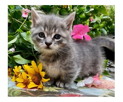 Tiny Cute Minskin Kitten | free-classifieds-usa.com - 1