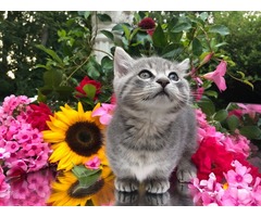 Tiny Cute Minskin Kitten | free-classifieds-usa.com - 2