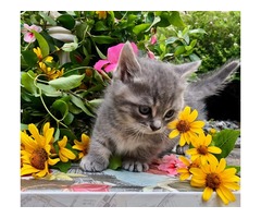 Tiny Cute Minskin Kitten | free-classifieds-usa.com - 3
