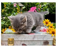 Tiny Cute Minskin Kitten | free-classifieds-usa.com - 4