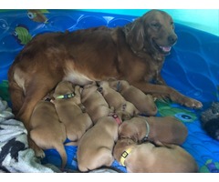 AKC Golden Retriever Puppies | free-classifieds-usa.com - 1