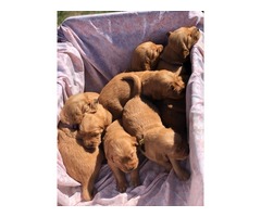 AKC Golden Retriever Puppies | free-classifieds-usa.com - 2