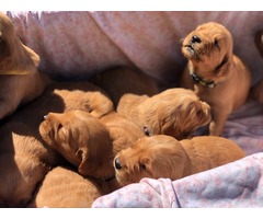 AKC Golden Retriever Puppies | free-classifieds-usa.com - 3
