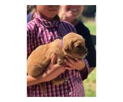 AKC Golden Retriever Puppies | free-classifieds-usa.com - 4