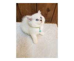 PUREBRED BRITISH SHORTHAIR KITTENS AVAILABLE | free-classifieds-usa.com - 1
