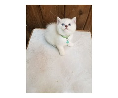 PUREBRED BRITISH SHORTHAIR KITTENS AVAILABLE | free-classifieds-usa.com - 2