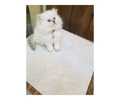 PUREBRED BRITISH SHORTHAIR KITTENS AVAILABLE | free-classifieds-usa.com - 4