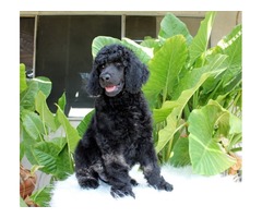 AKC Standard Poodle Puppies  | free-classifieds-usa.com - 1