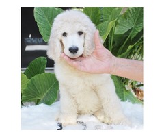 AKC Standard Poodle Puppies  | free-classifieds-usa.com - 3