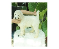 AKC Standard Poodle Puppies  | free-classifieds-usa.com - 4