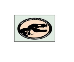 Shark Teeth for Sale – Two Guys Fossils 2 | free-classifieds-usa.com - 1